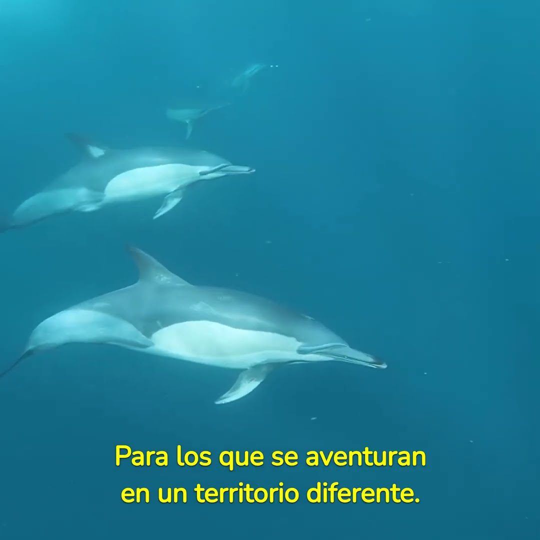 Inicio 1 Video Thumbnail: Sea cual sea tu instinto, te ayudamos a explorar el camino.